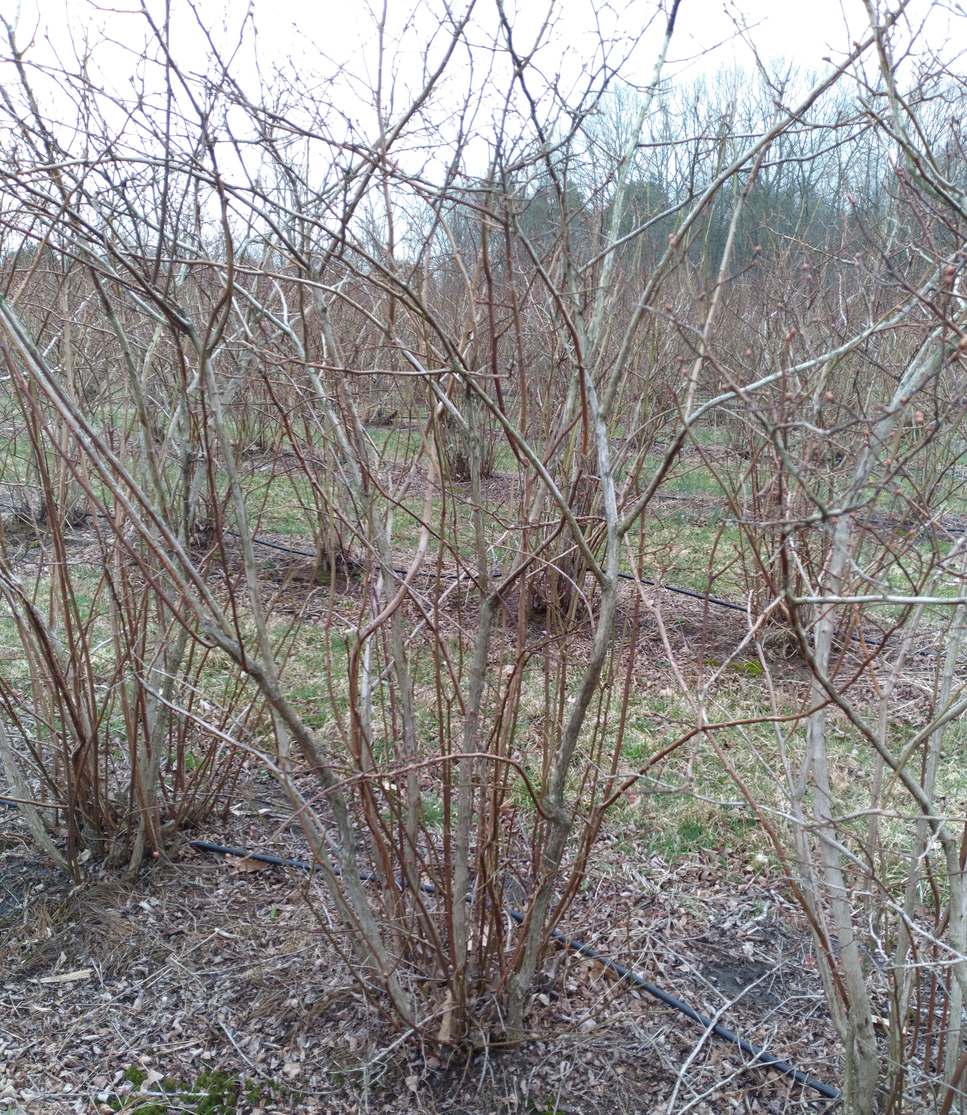 Unpruned blueberry bush.